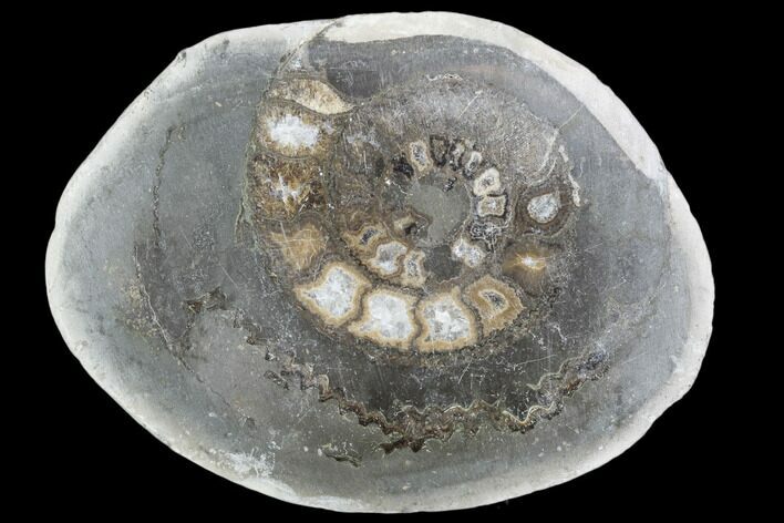Polished Ammonite (Dactylioceras) Half - England #103796